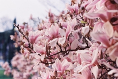 Analog-20190808-080805-10319808-35