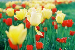 Tulpen