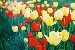 Tulpen