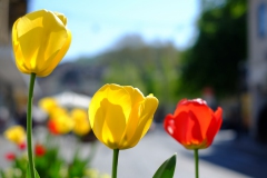 Frühling in Durlach