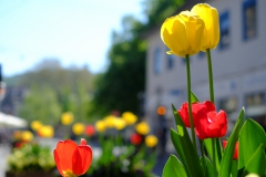 Frühling in Durlach