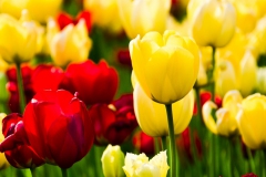 Tulpen, badische Mischung