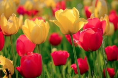 Tulpen, badische Mischung