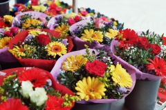 Blumen am Friedrichsplatz