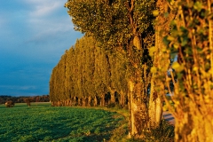 Pappelallee