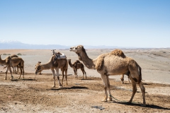 Kamelreiten in der.White Camel Lodge