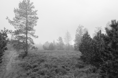 Hornisgrinde