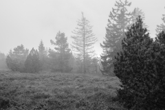 Hornisgrinde