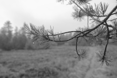 Hornisgrinde