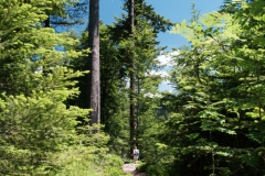 Sankenbachsee
