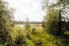 Westweg, Etappe 2: Hohlohsee- und -Turm