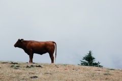 Wandern in Todtmoos