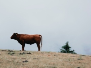 Wandern in Todtmoos