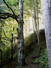 Wandern in Todtmoos