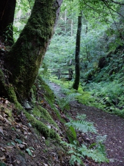 Wandern in Todtmoos
