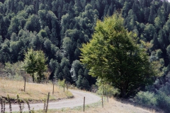Wandern in Todtmoos